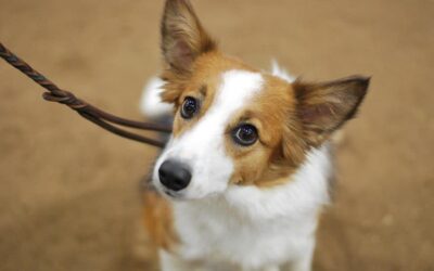 Should I Use Verbal Cues for Dog Agility?