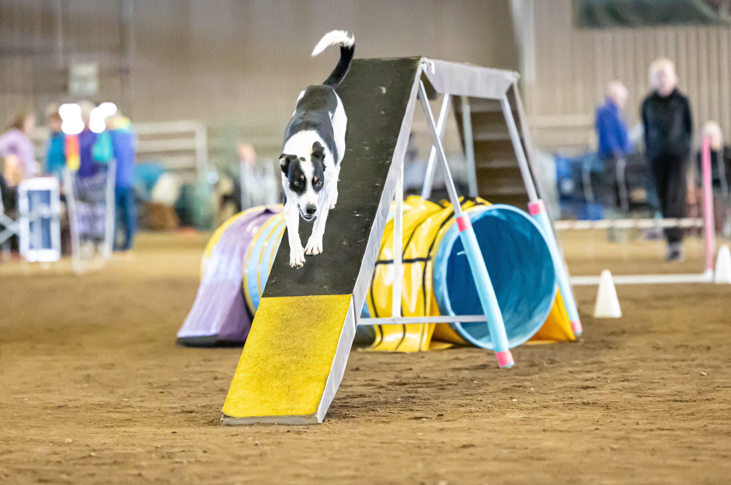 Agility dog preparing for a stopped contact on the dog walk