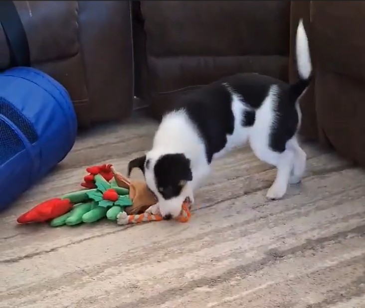 Agility Puppy Chasing a Toy