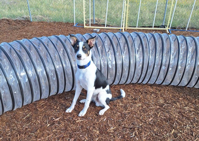 Agility dog sitting in front of a clear tunnel
