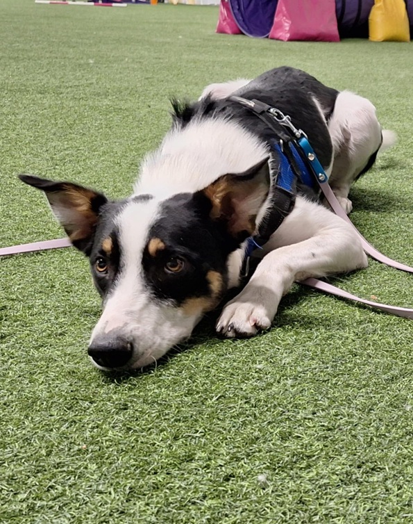 Cute dog showing off tricks