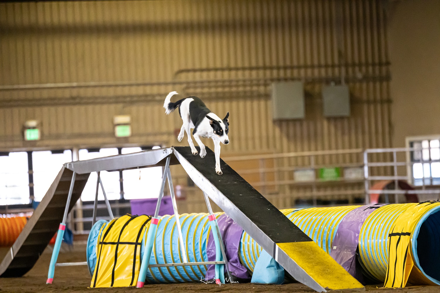 Agility dog on the dog walk