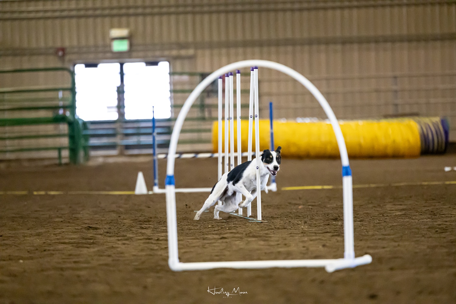 Agility dog going through the weave poles