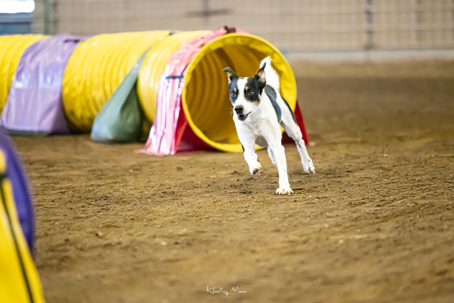 Agility dog exiting a yellow tunnel