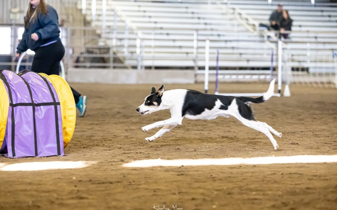 The Complete Guide to Dog Agility Distance Handling