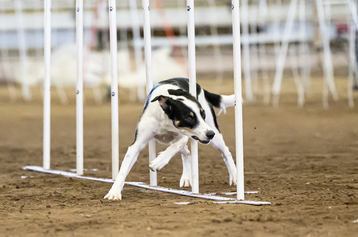 Agility dog going through the weave poles at speed