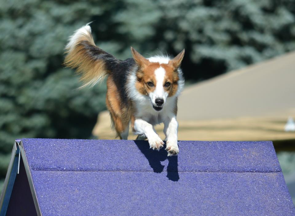 Agility dog on the top of the A-Frame