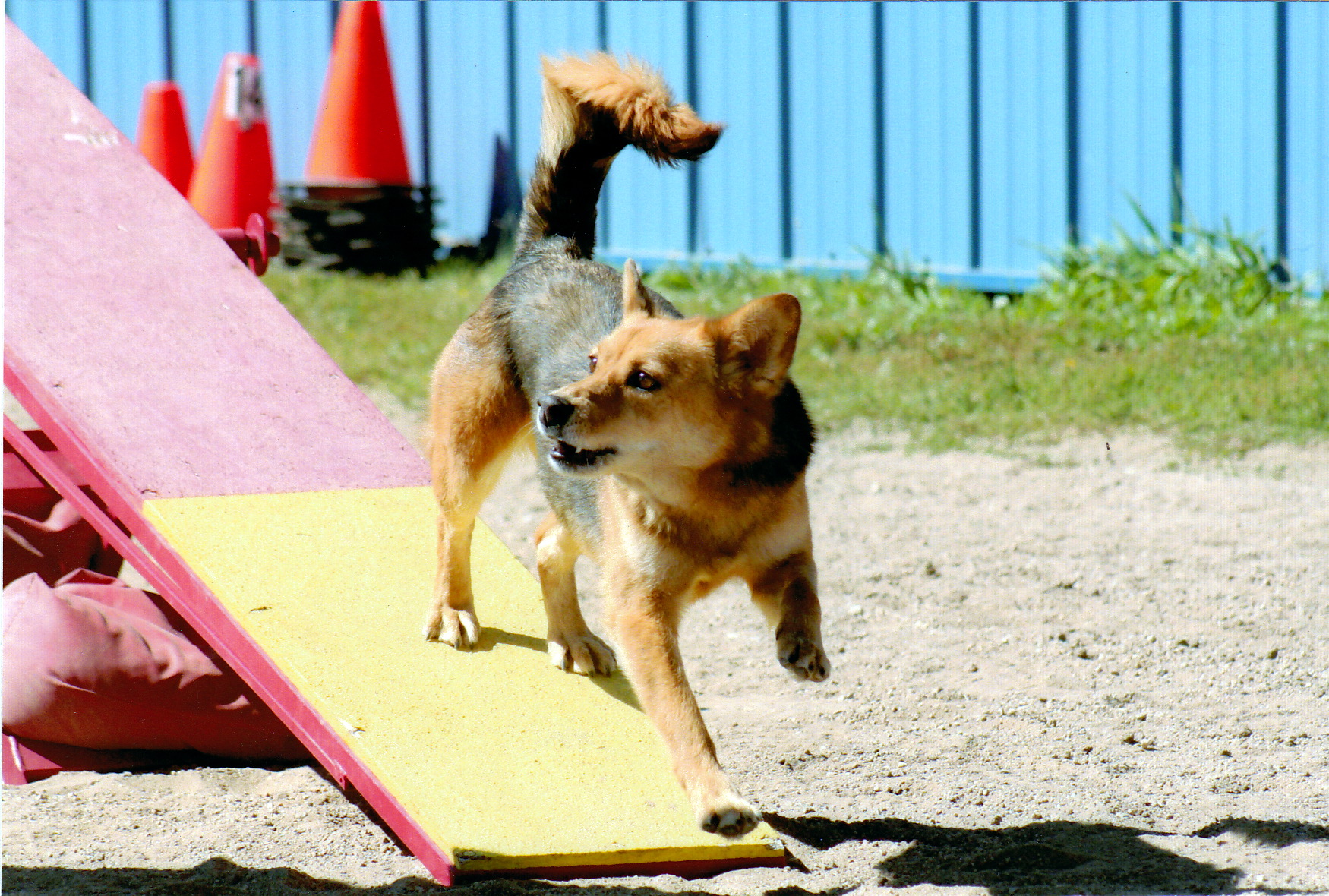 Agility dog on the down contact of the dog walk