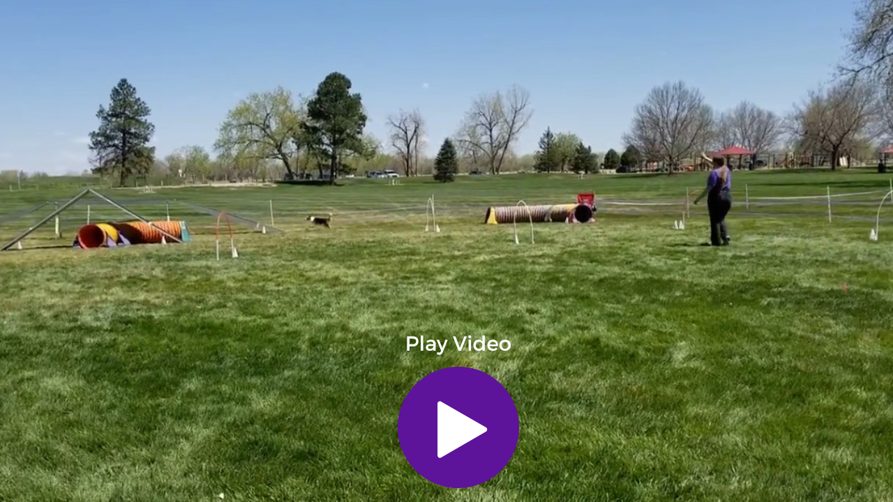 Screenshot of a dog agility run video