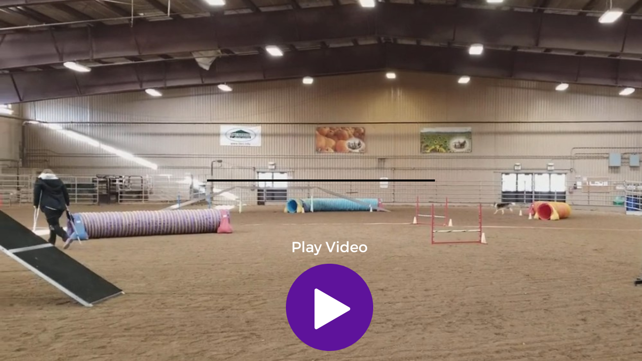 Video thumbnail of agility distance handling run