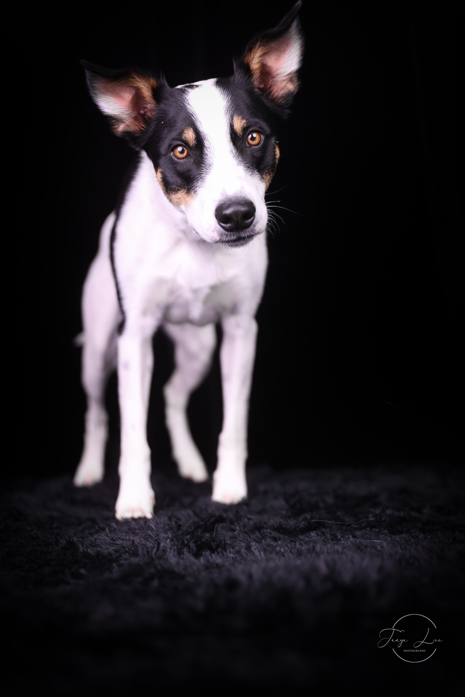 Agility dog standing on black background