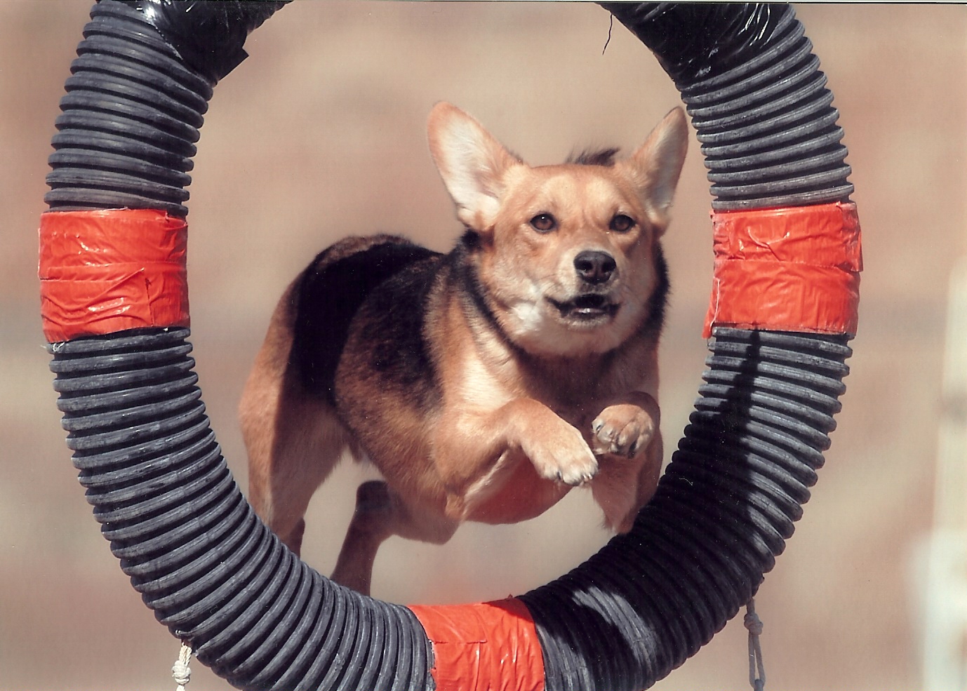 Agility dog going through the tire jump
