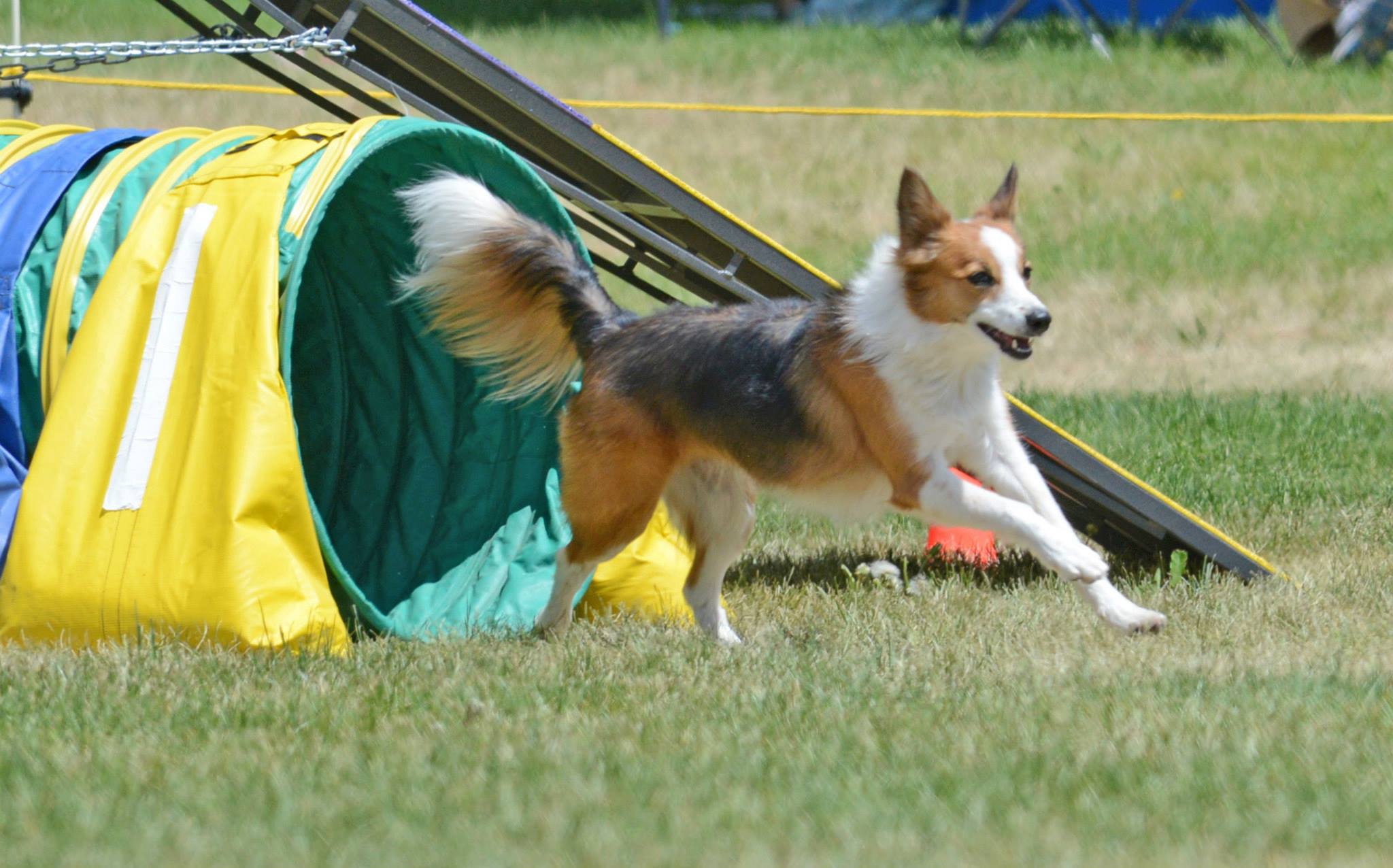 Agility dog exiting the tunnel